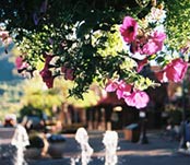 flowers-and-fountain